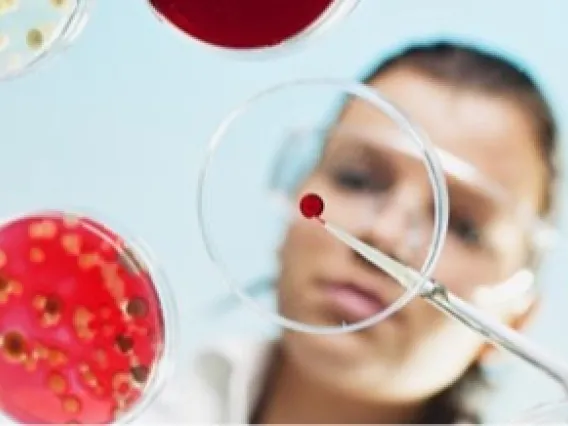 student observing a petri dish