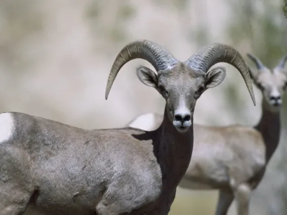 bighorn sheep